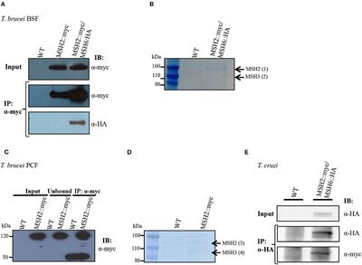 Trypanosoma brucei and Trypanosoma cruzi DNA Mismatch Repair Proteins Act Differently in the Response to DNA Damage Caused by Oxidative Stress